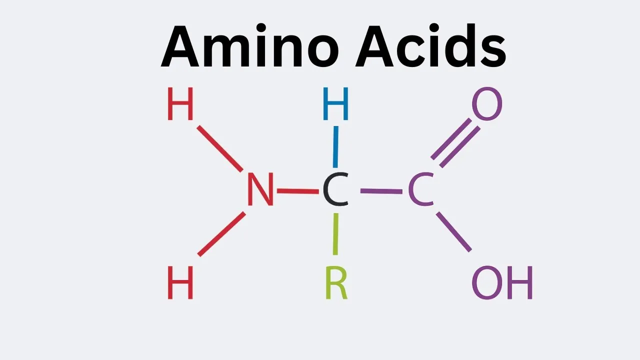 General structure of an amino acid